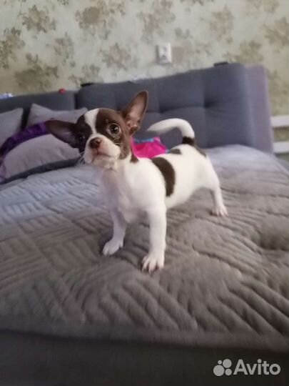 Щенки чихуахуа