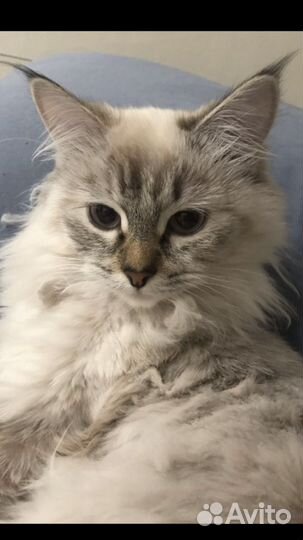 Отдам котенка в добрые руки