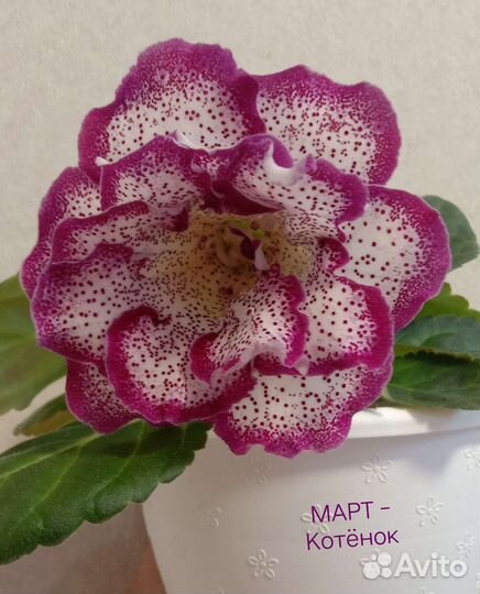 Глоксинии сортовые махровые