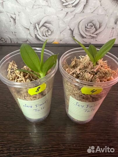 Орхидея фаленопсис Joy Fairy Tale