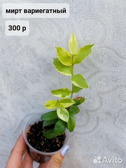 Комнатные растения (2 часть)