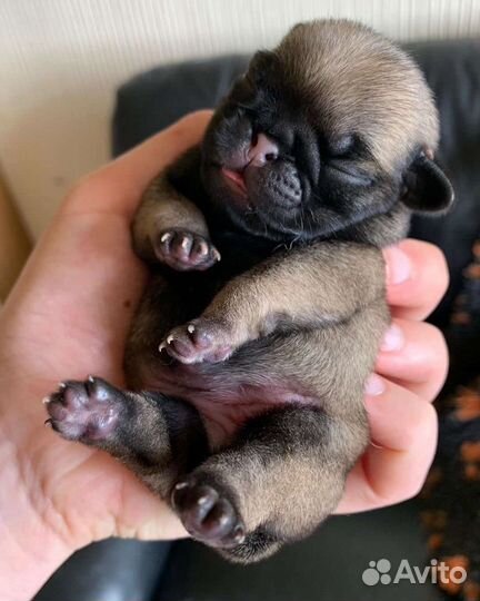 Щенки мопса
