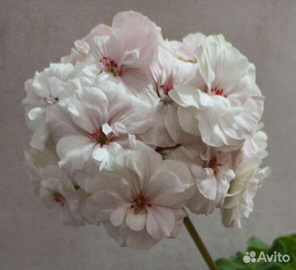 Пеларгония герань сортовая