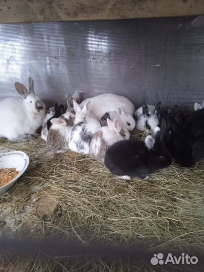 Кролики мясных пород