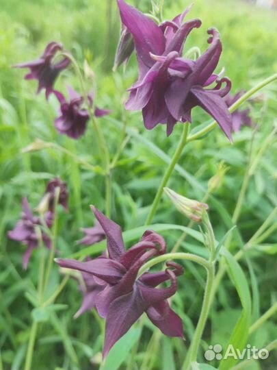 Аквилегия, монарда бельгийские астры