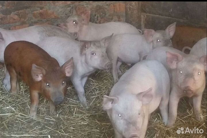 Поросята мясного направления