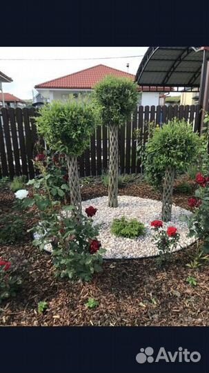 Русская пальма, плетёное дерево