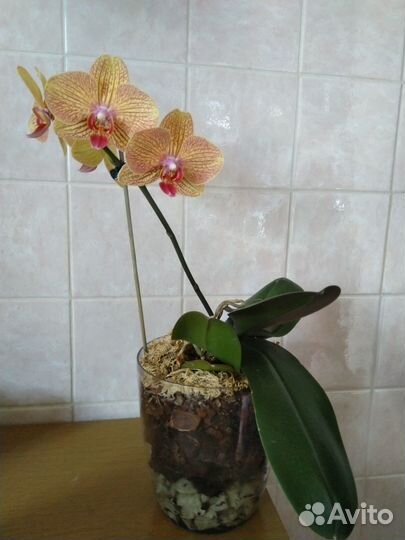 Орхидеи цветущие и не цветущие
