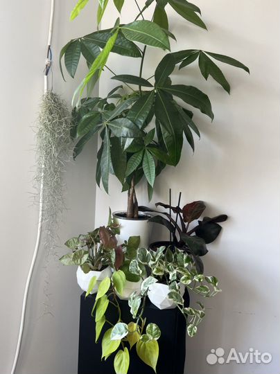 Редкая Сансевиерия систер твистер