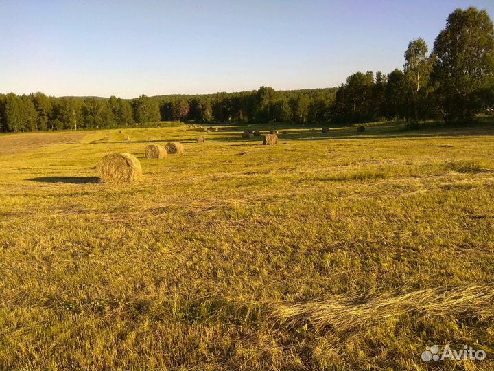 Сено свежее в рулонах