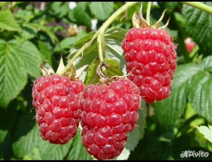 Саженцы малины, смородины садовой сортовой