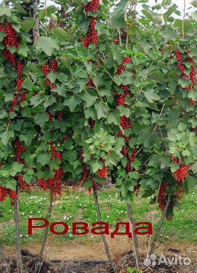 Красной смородины саженцы
