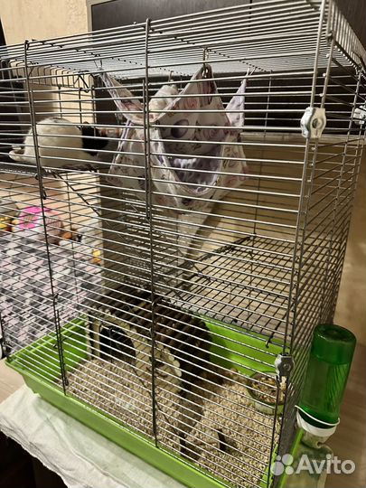 Крыса с клеткой