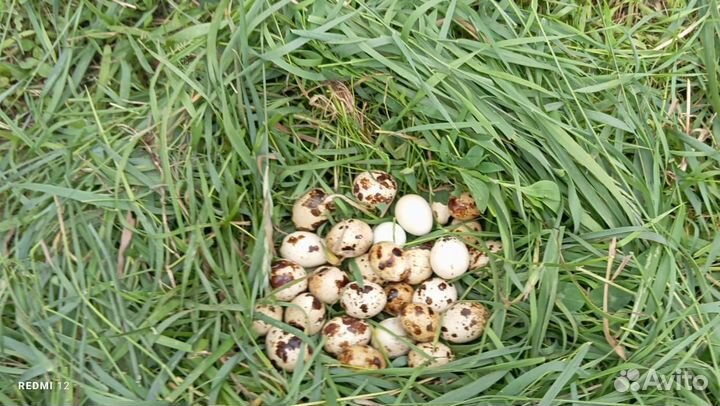 Перепела, яйцо, перепелята