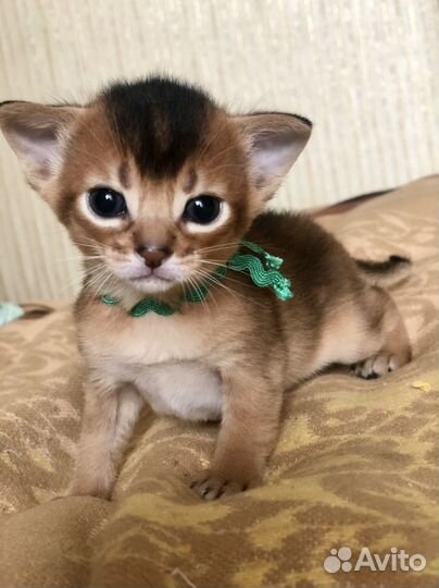 Абиссинские котята