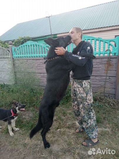 Щенки восточноевропейской овчарки