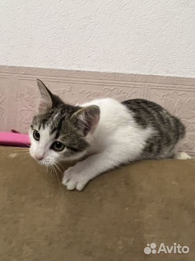 Котята бесплатно