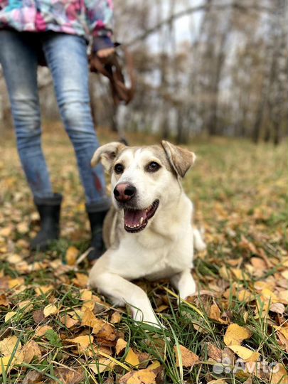 Собака мечтает покинуть приют