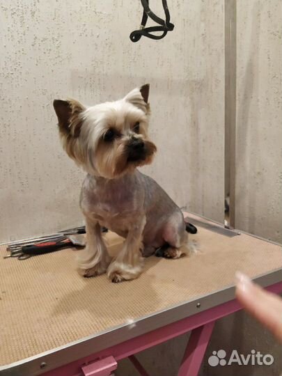 Груминг,триминг,модельная стрижка собак