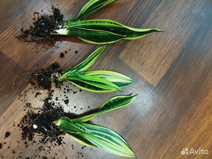 Сансеаьерия Голд