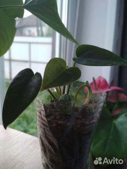 Антуриум Эссенция