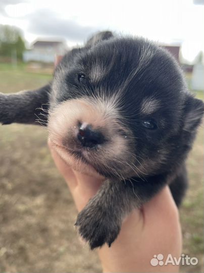 Щенки шпица