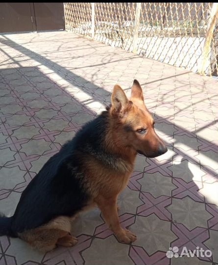 Щенки от немецких овчарок