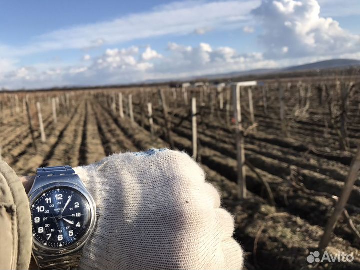 Молодая лоза Каберне (корнесобственная)