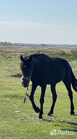 Продаются лошади