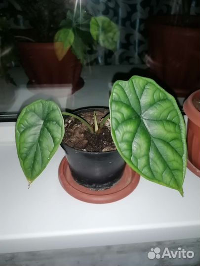 Алоказия шкура дракона