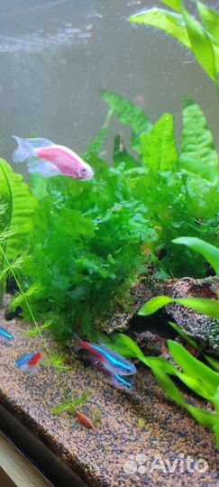 Гуппи малахит, аквариумные растения, тетраселмис