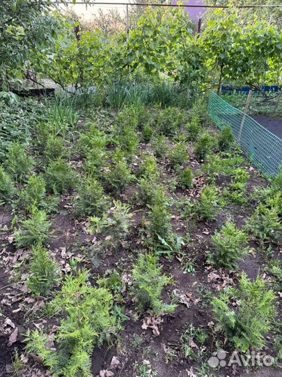 Туя брабант саженцы