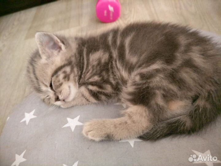 Шотландская