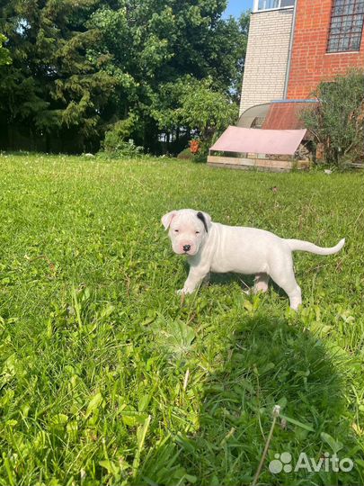 Щенки аргентинского дога