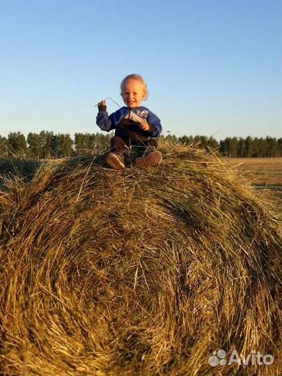 Сено в тюках и рулонах
