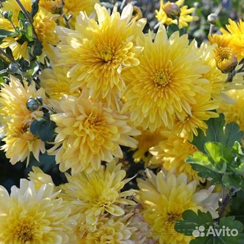 Хризантема