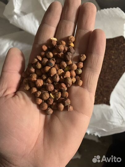 Чечевица красная