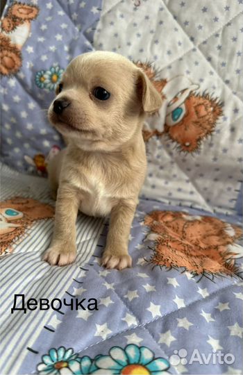 Щенки чихуахуа