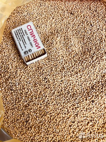 Сидерат горчица