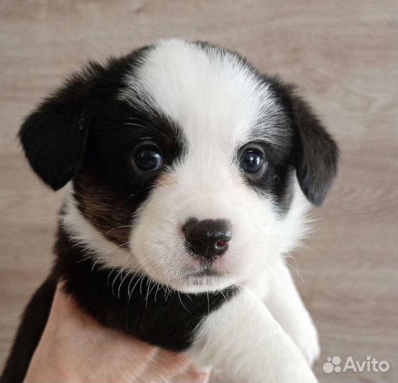 Щенки вельш корги кардиган мальчики