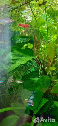 Аквариумные растения