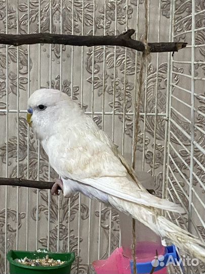 Волнистый попугай