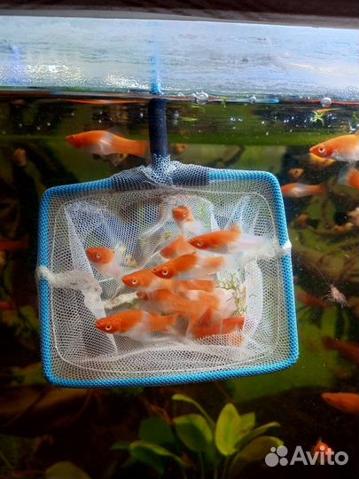 Меченосцы, Санто Клаус