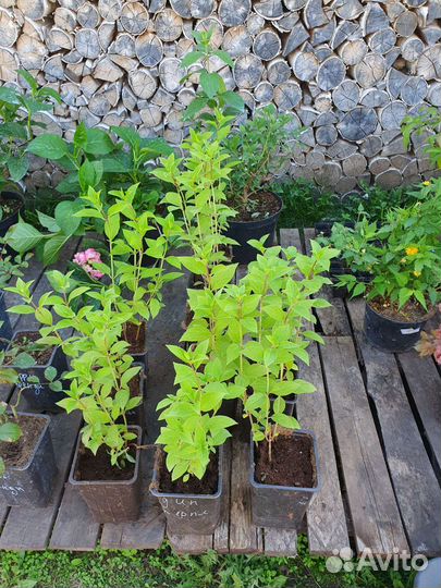 Саженцы плодовые и декоративные