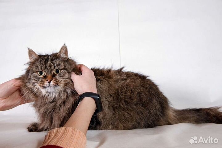 Кошка Пушка