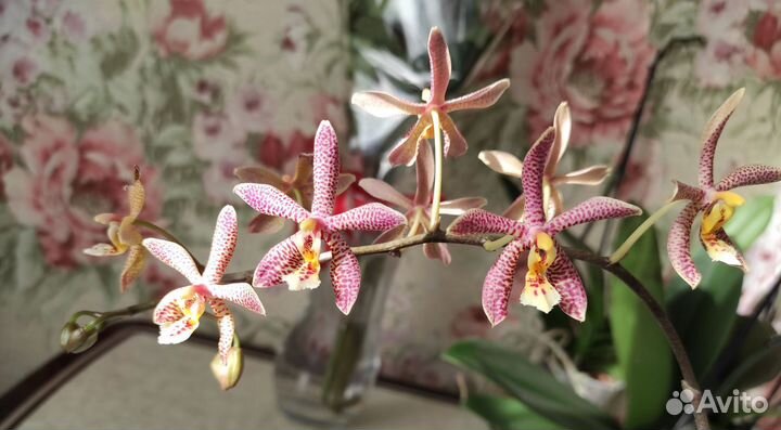 Орхидея spaider мультифлора