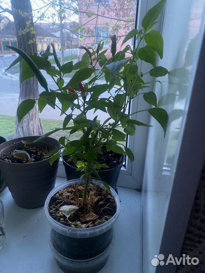 Комнатные цветы шефлера