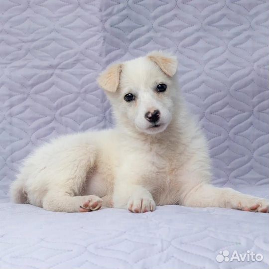 Белочка - блондиночка