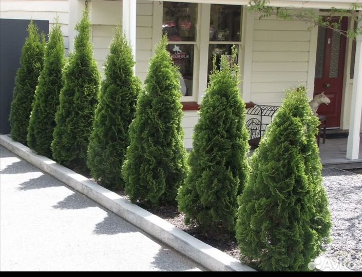 Хвойные растения туи