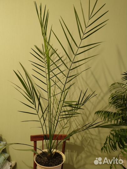 Финиковая пальма